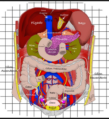 Anatomia abdominal em TC