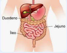 Anatomia do intestino delgado