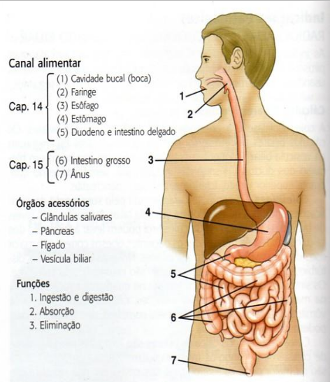 Anatomia da hipofaringe