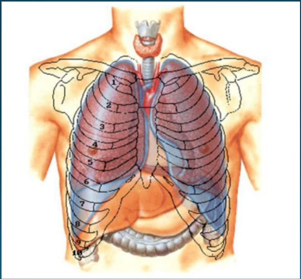 Anatomia do Tórax