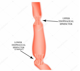 Estreitamentos fisiológicos