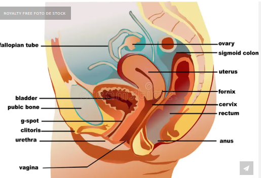 Anatomia da Uretra Feminina