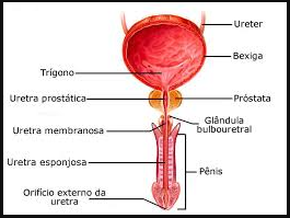 Anatomia da Uretra Masculina
