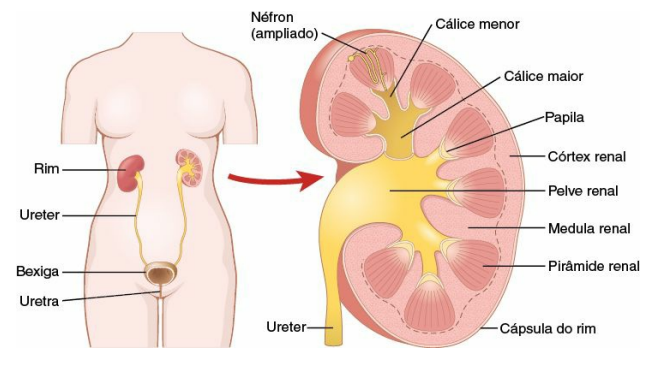 Anatomia do Sistema Urinário
