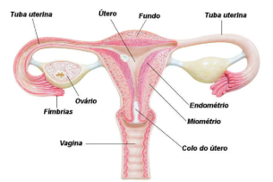 Anatomia do Útero e Tubas Uterinas